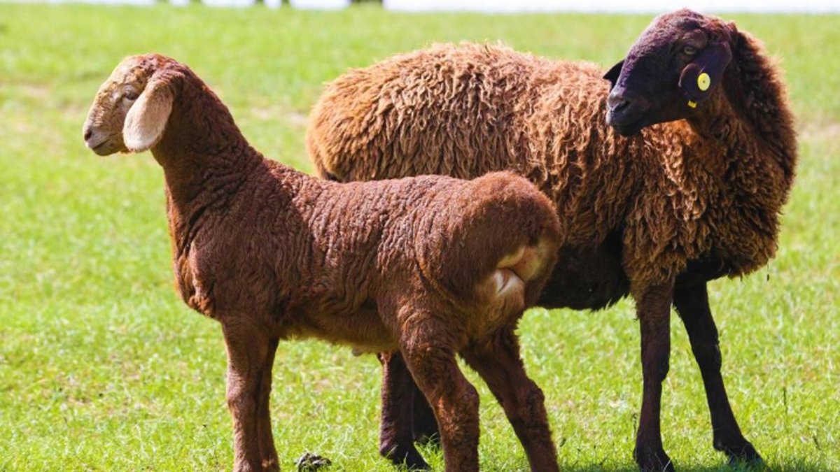 Сараджинская порода овец