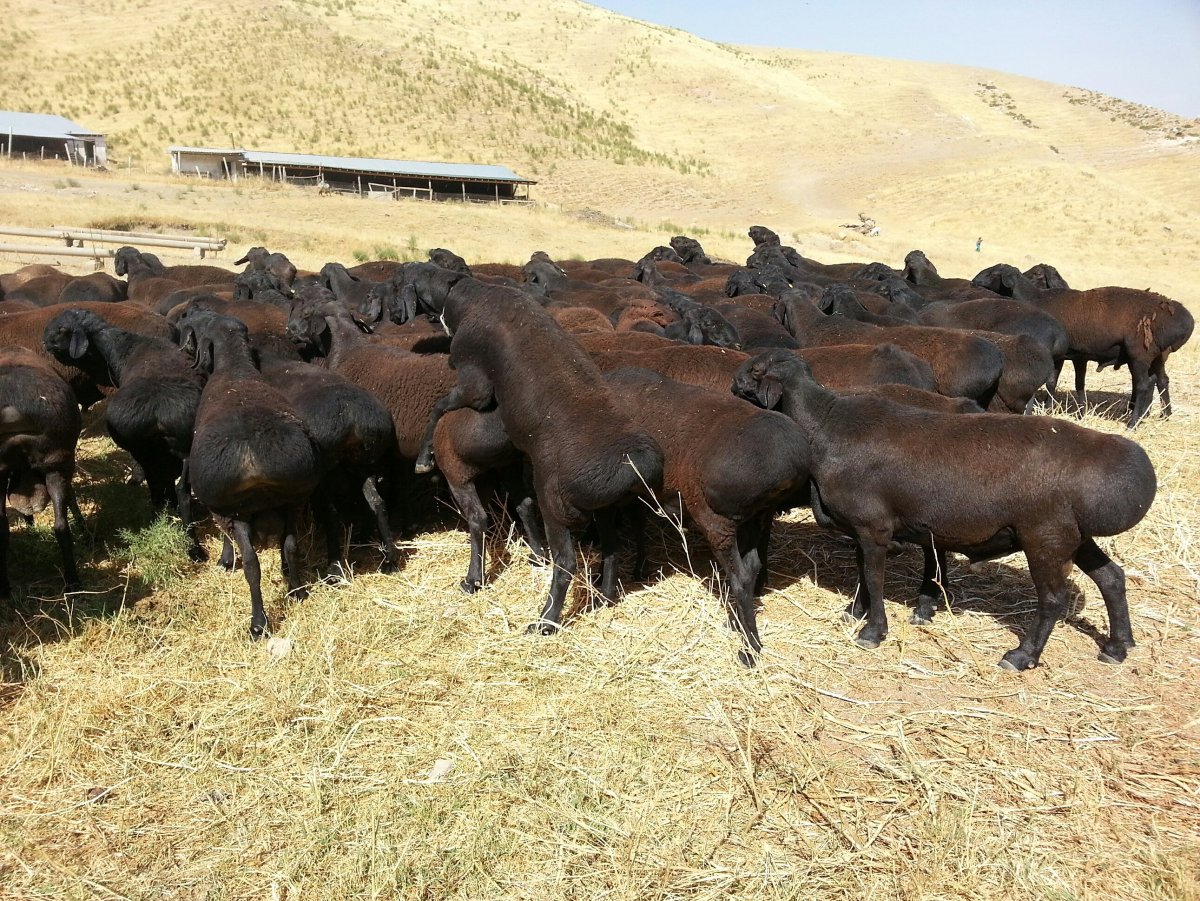 Гисарская порода вес ягнёнка