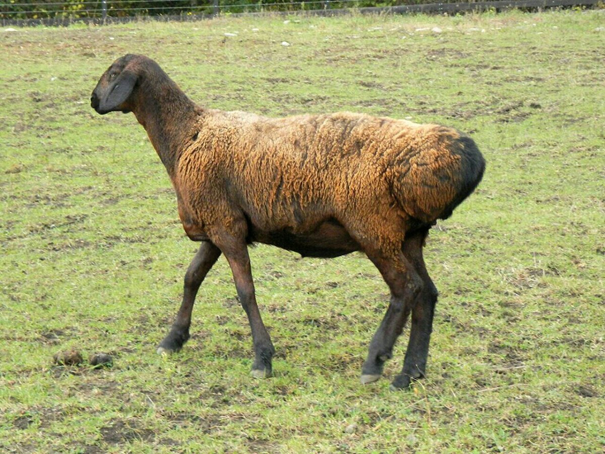 Порода овец Эдельбай