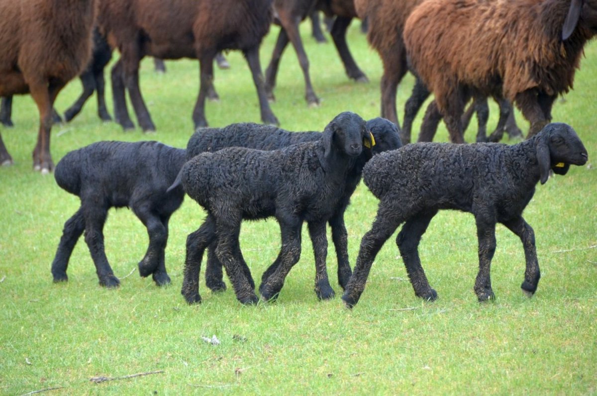 Баран гиссарской породы