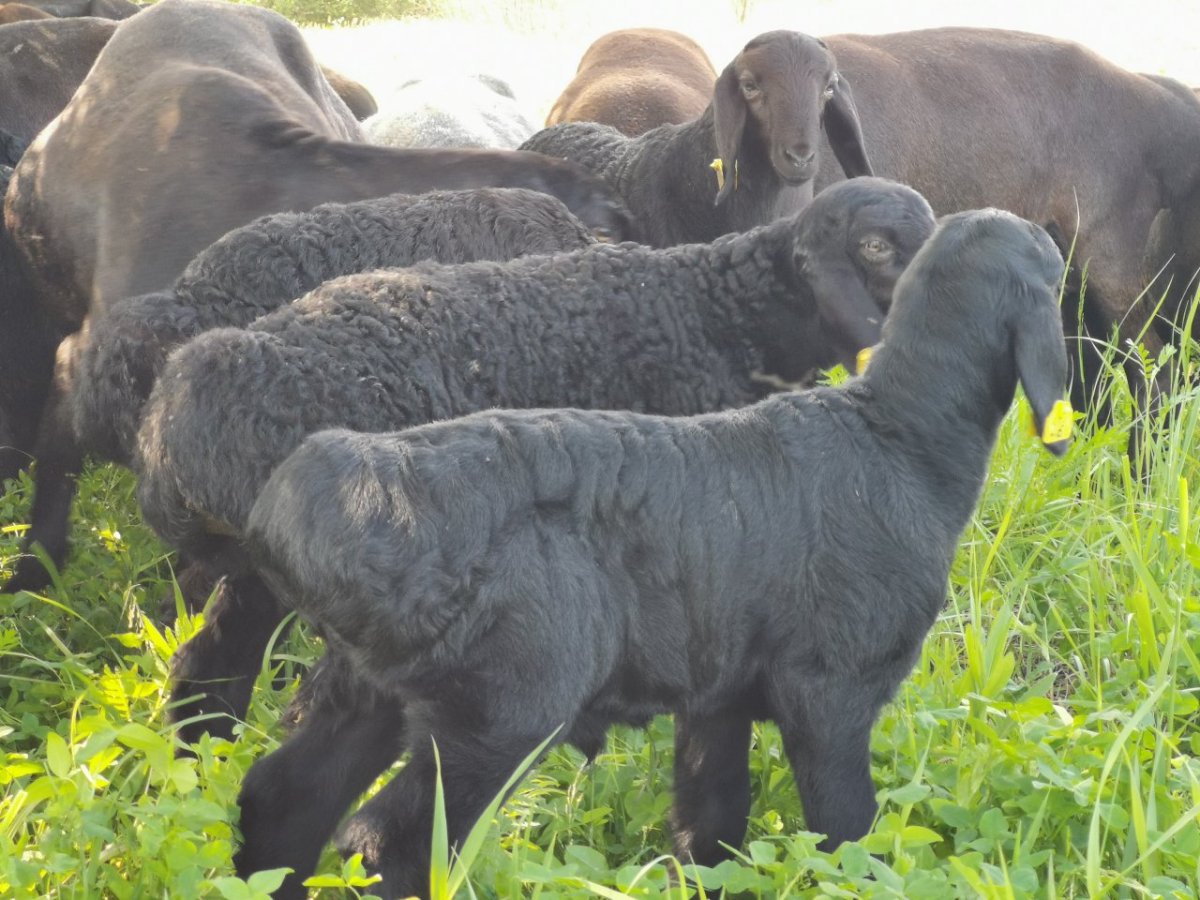 Романовская овца и гисарские Боран