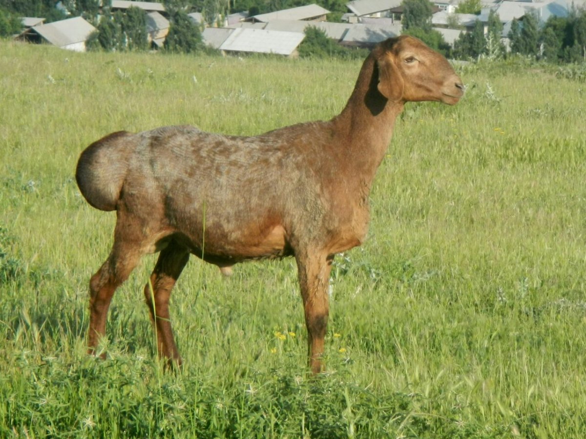 Саржинская парода Баранов
