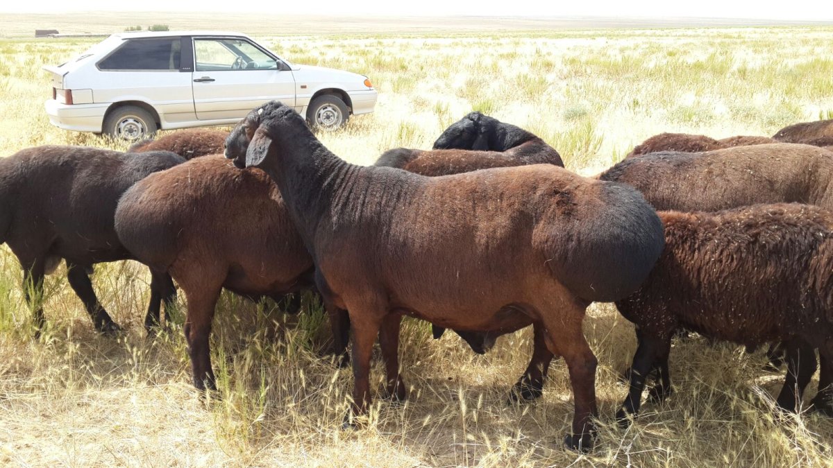 Гиссарская порода овец