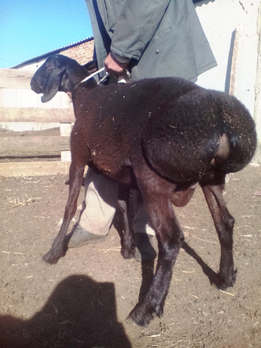 Гиссарский баран чёрный бриллиант