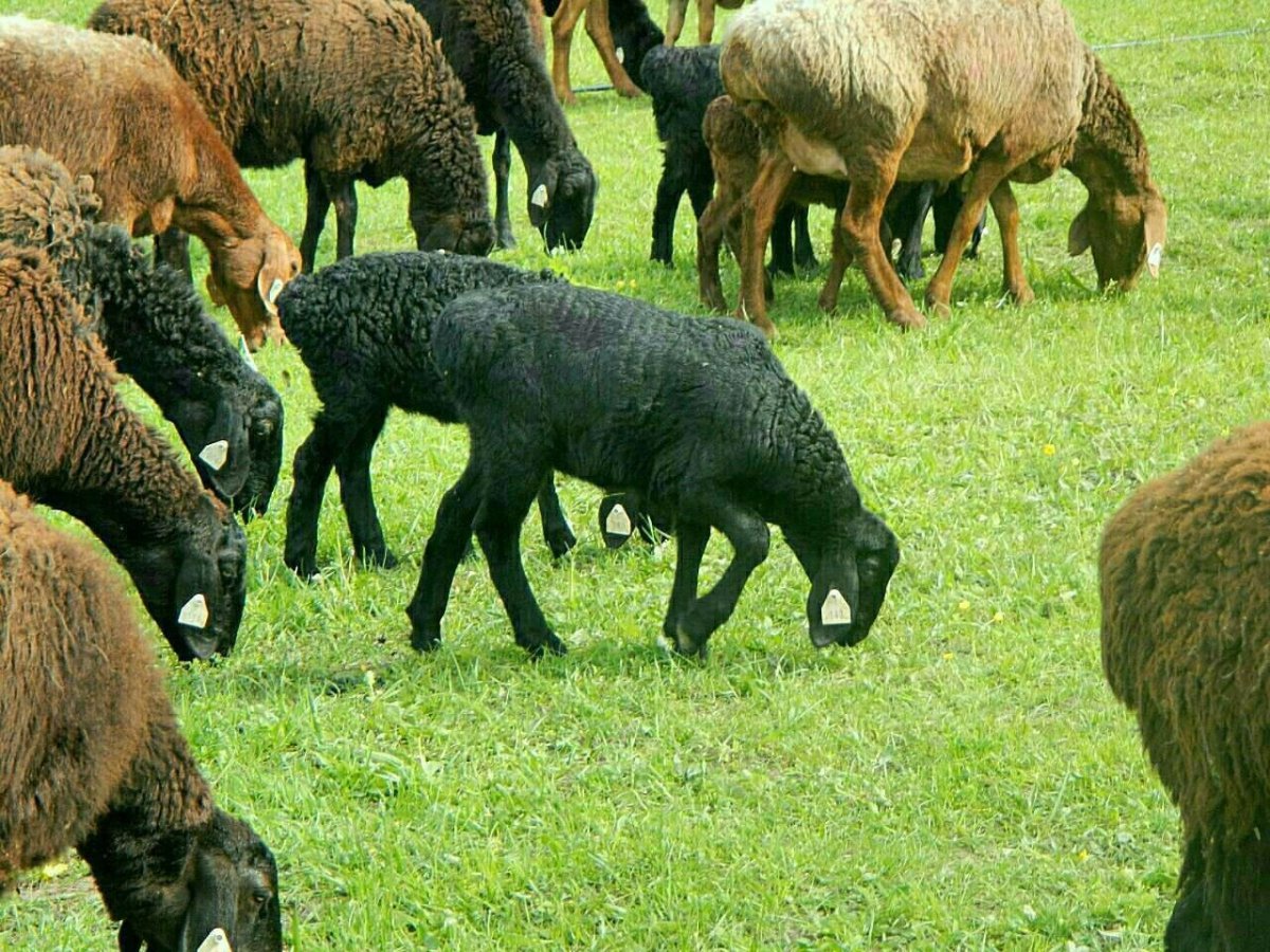 Гиссарская порода 200кг