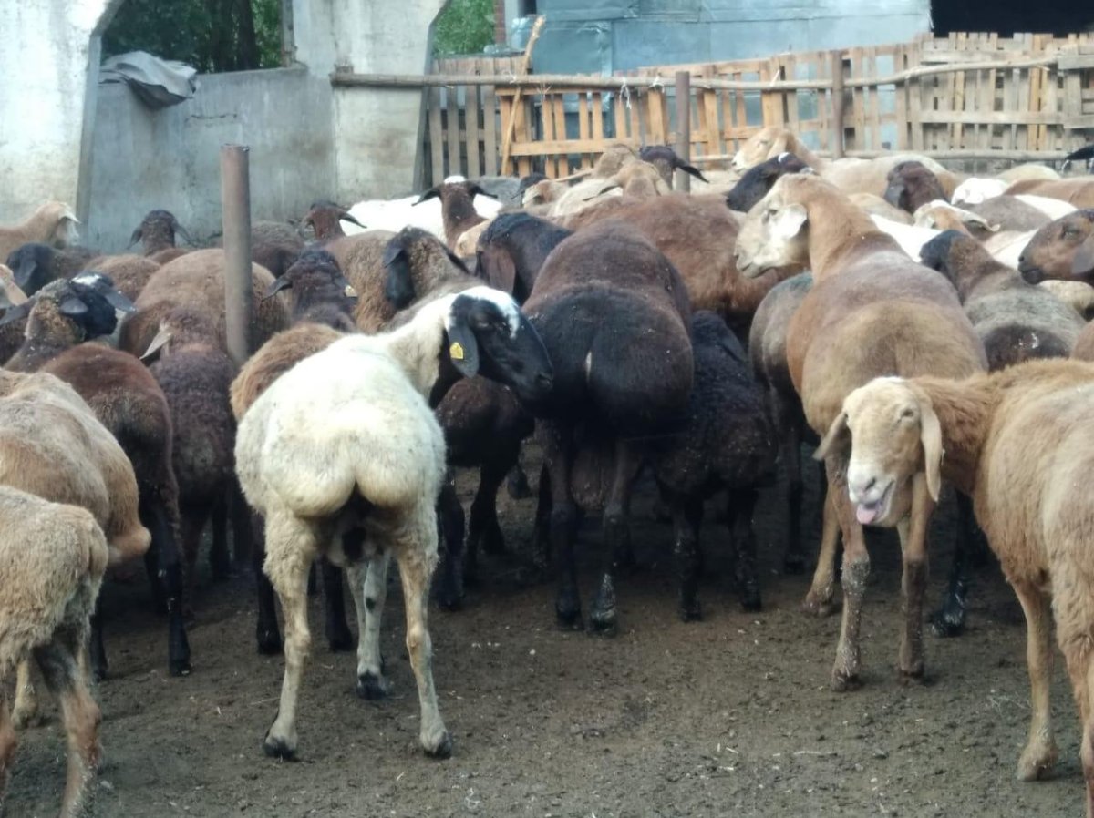 Афгано гиссарская порода