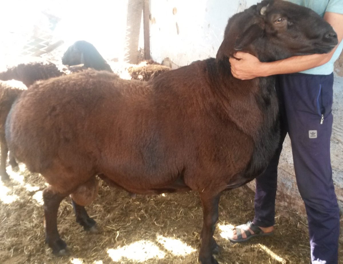 Гиссарская порода Баранов