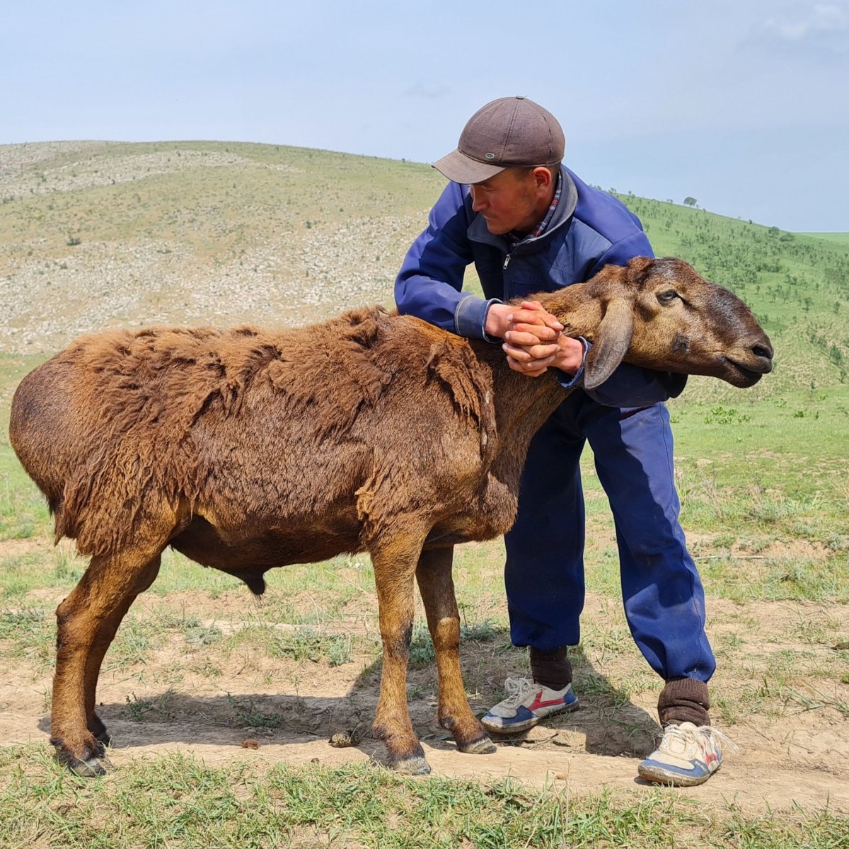 Порода овец Эдельбай