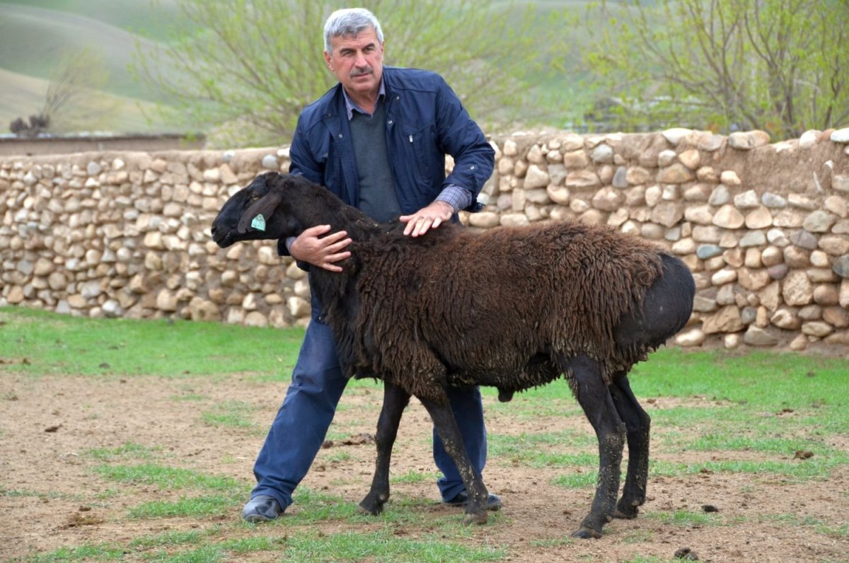 Курдючные Эдельбай