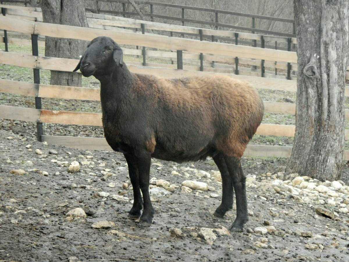 Гиссарский баран каштан