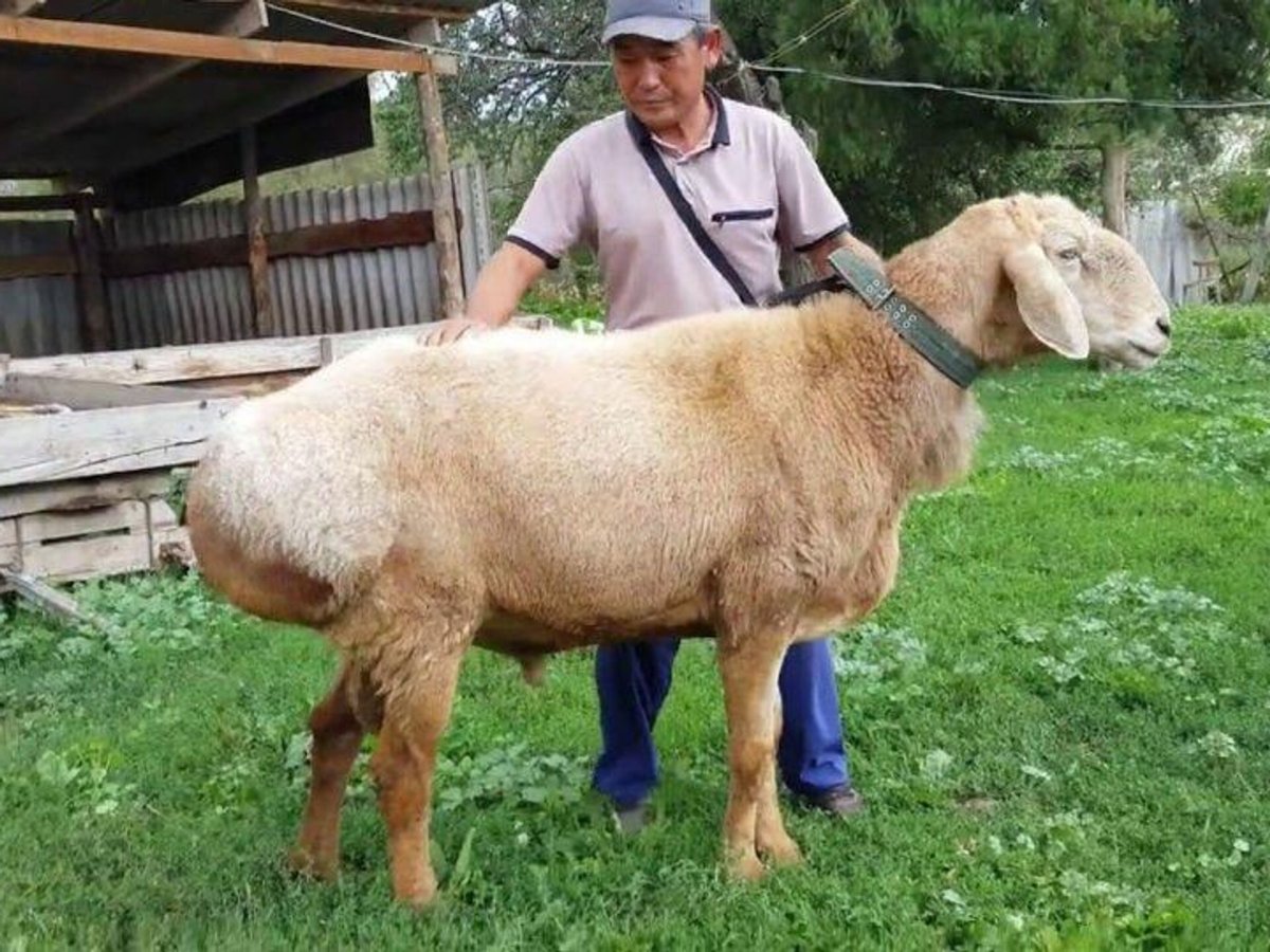 Спаривание Эдильбаевской Баранов