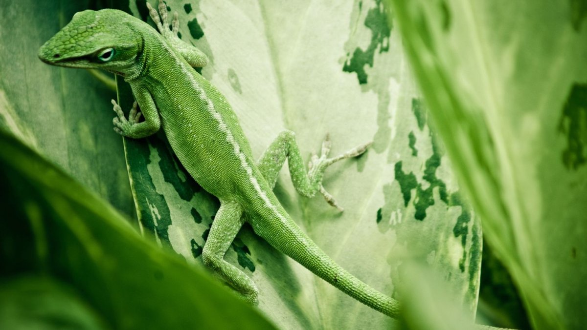 Рептилия перевод