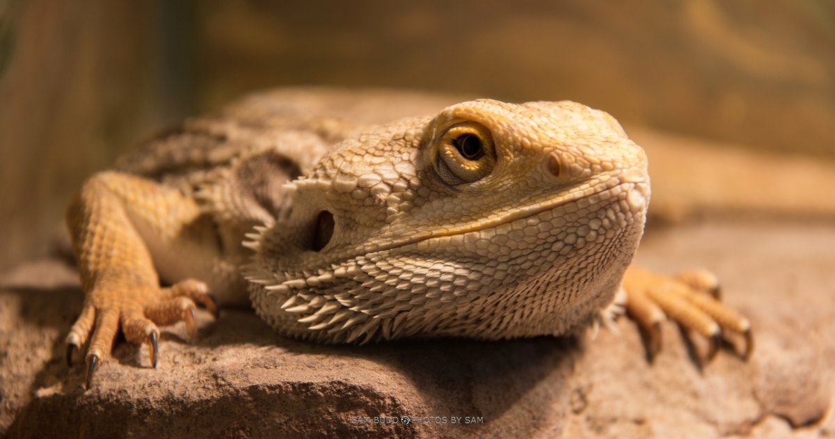 Череп агамы