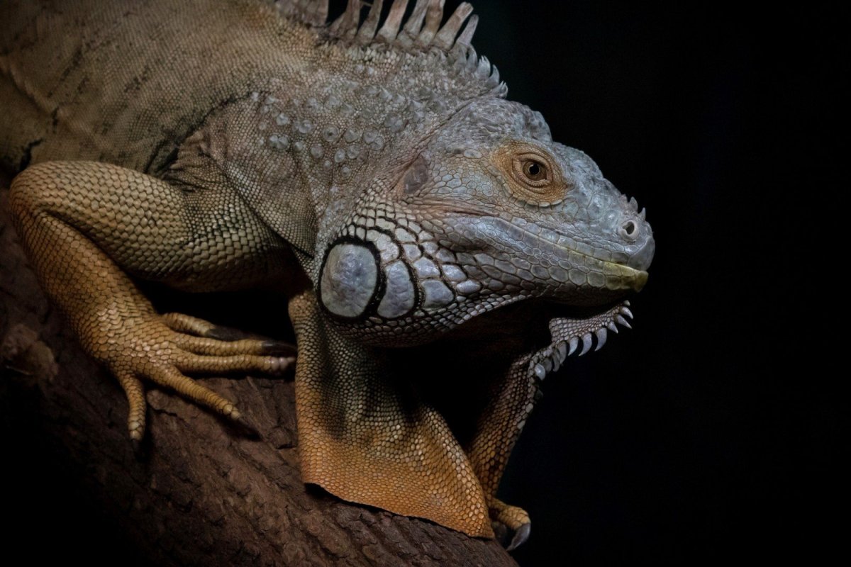 Геккон Гиббон