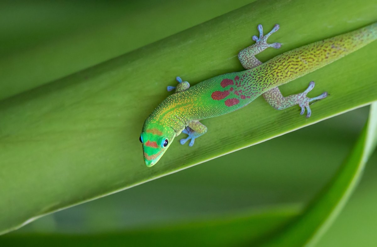 Геккон смарагдовый