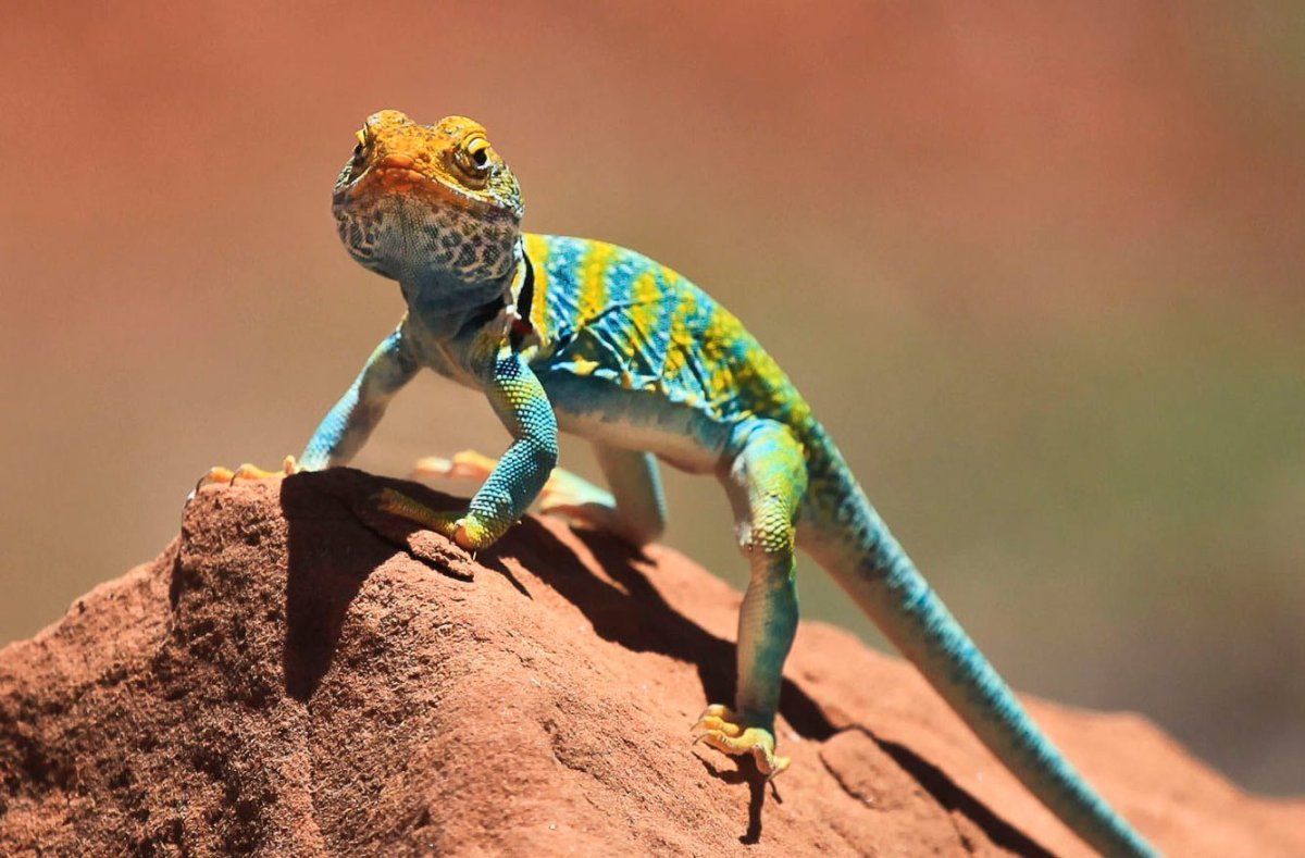 Ошейниковая пустынная игуана