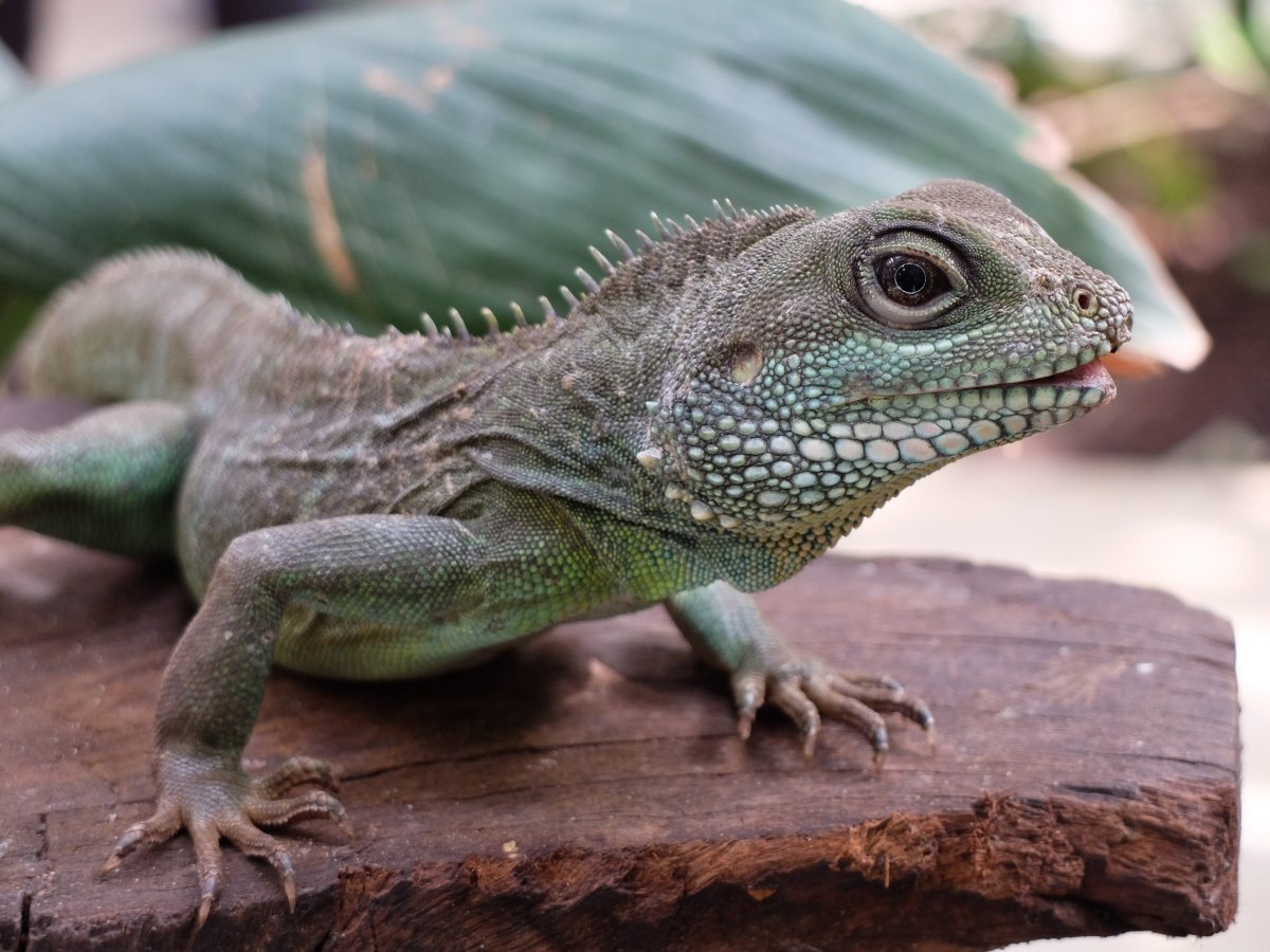 Ящерица гаттерия 3 глаз