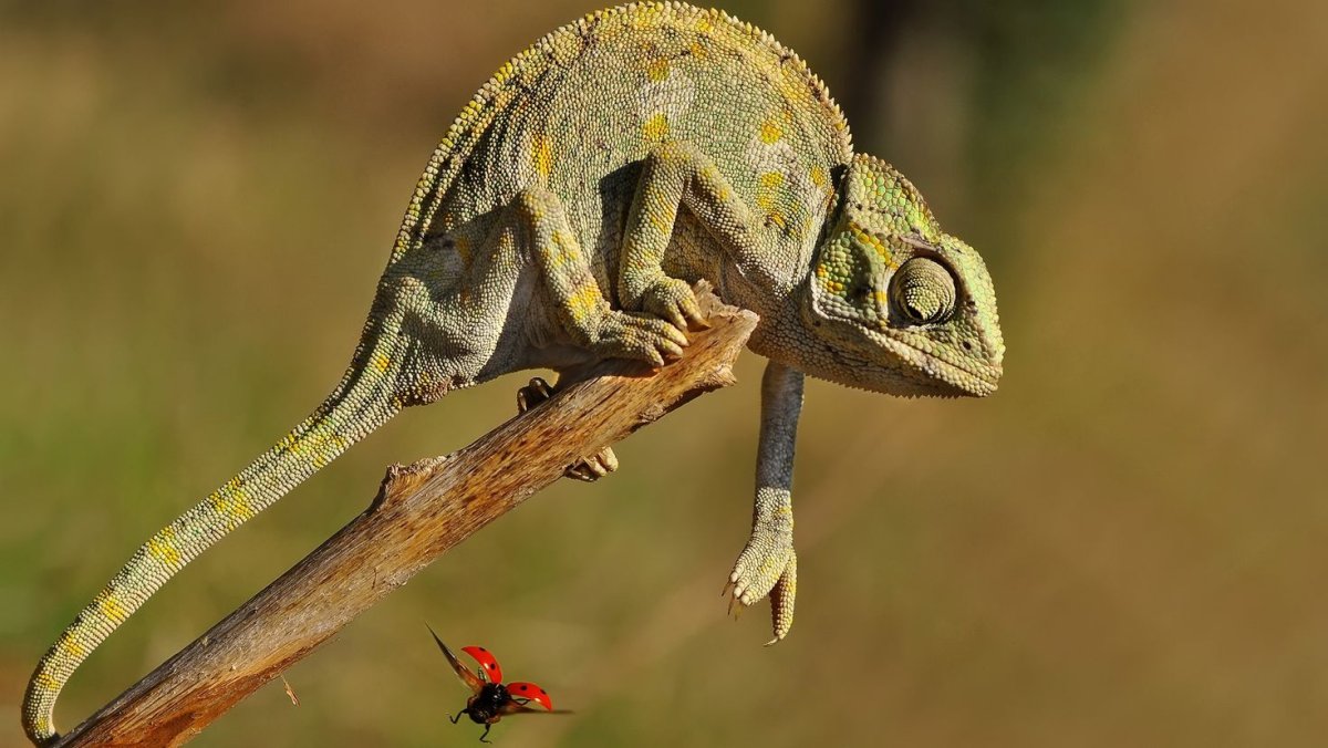 Летающий хамелеон