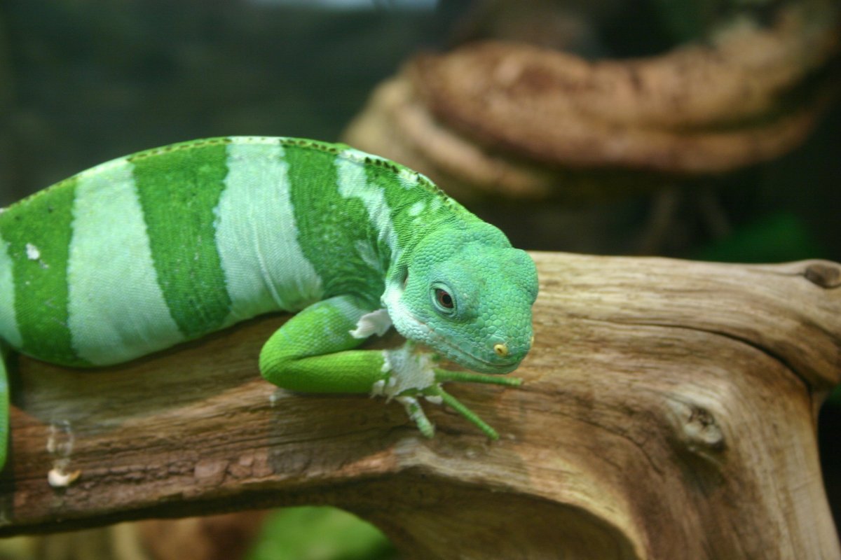 Геккон и хамелеон