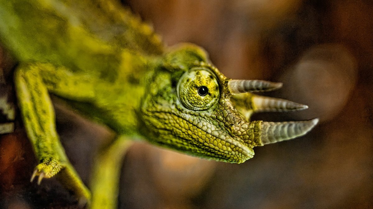 Ящерица хамелеон Джексона