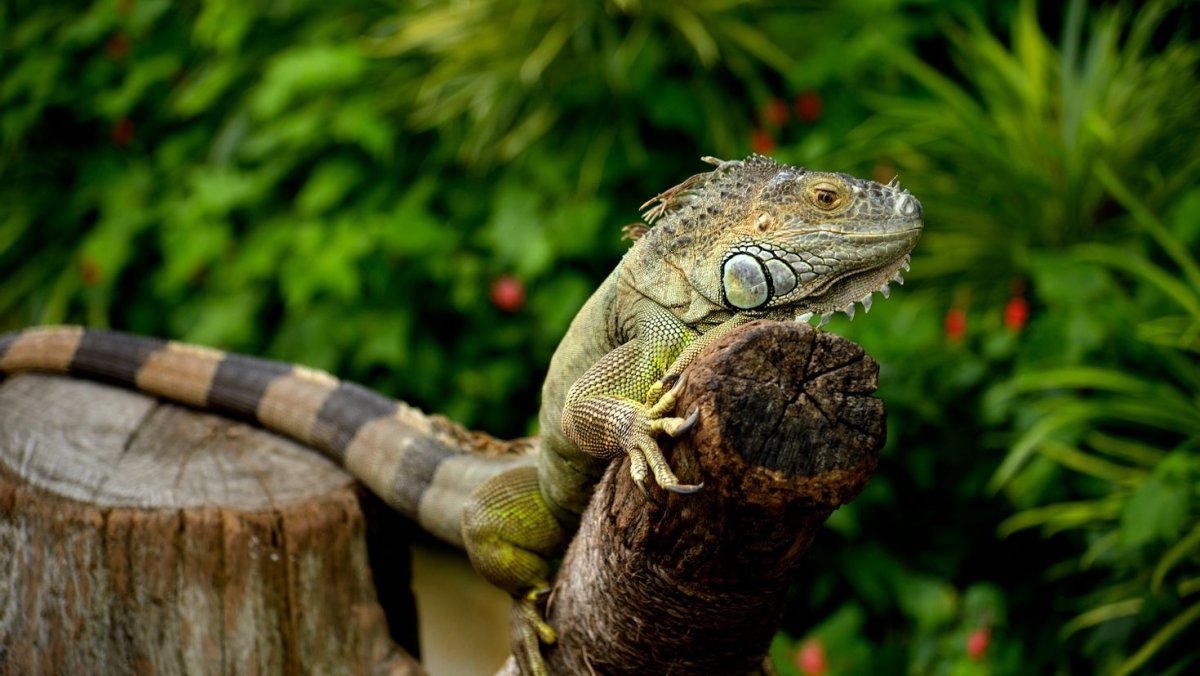 Рептилия ящерка хамелеон Варан