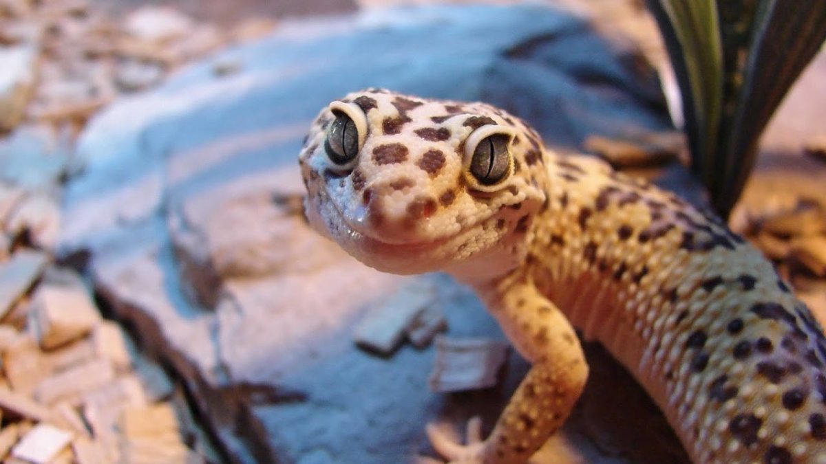 Геккон эублефар синий