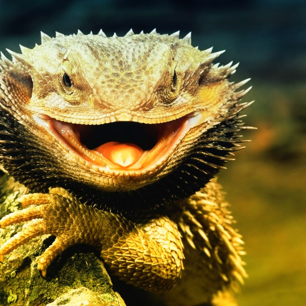 Бородатая агама злая