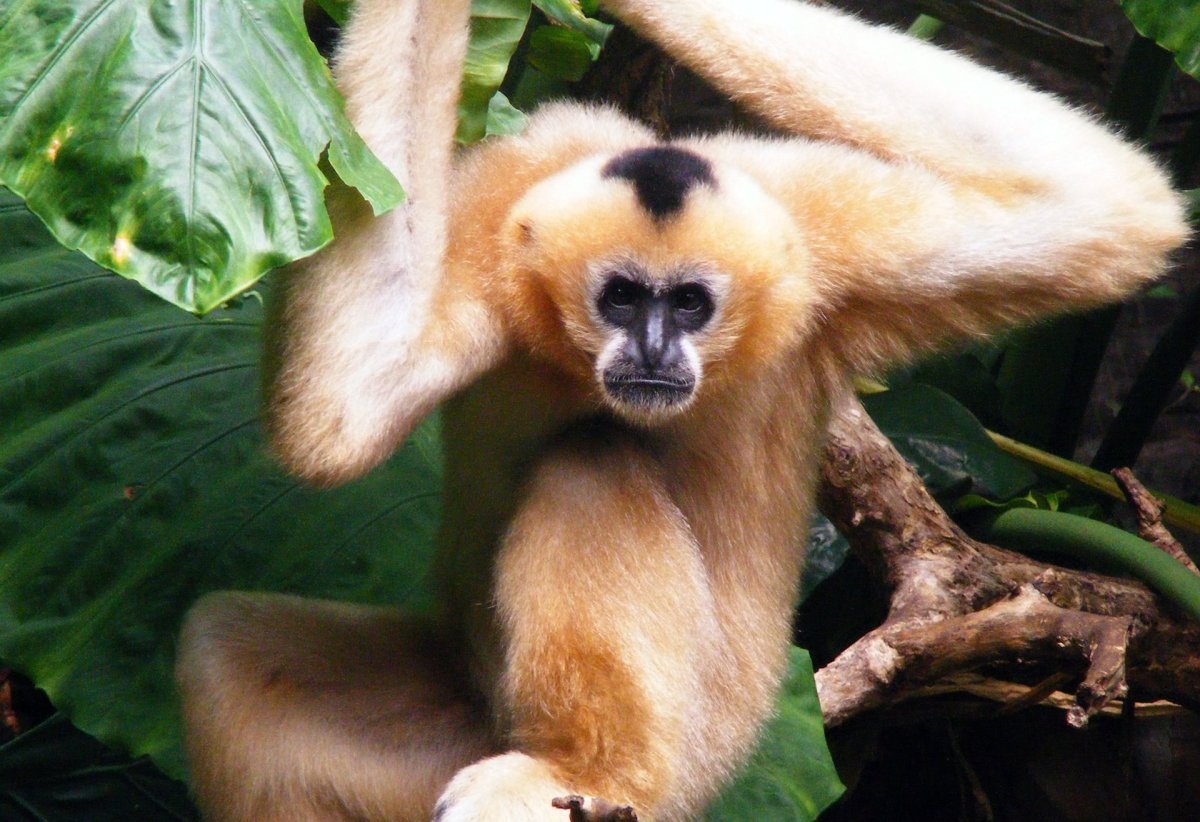 Желтощекий хохлатый Гиббон