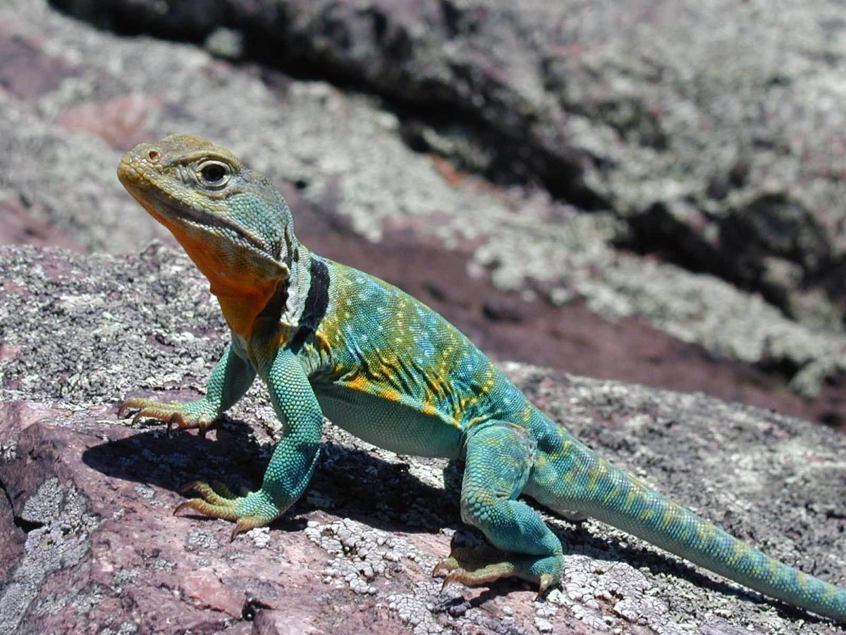 Клювоголовые рептилии ошейниковая пустынная игуана