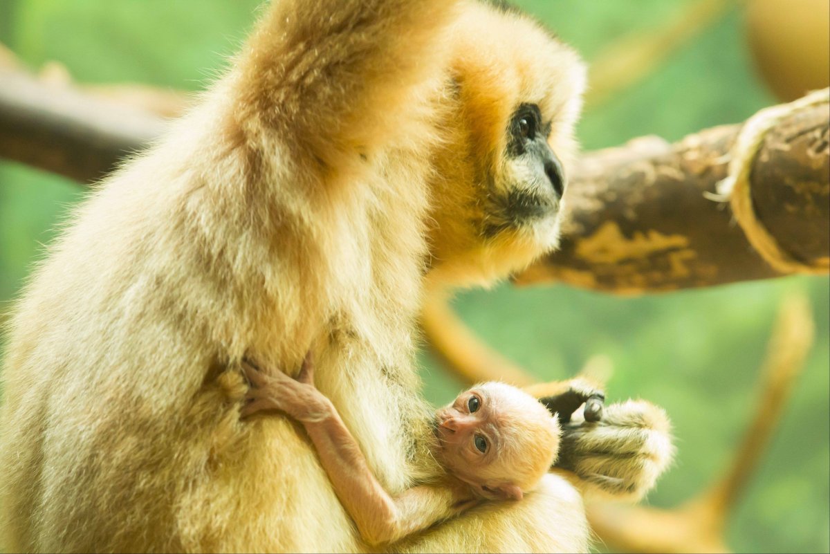 Золотой Гиббон