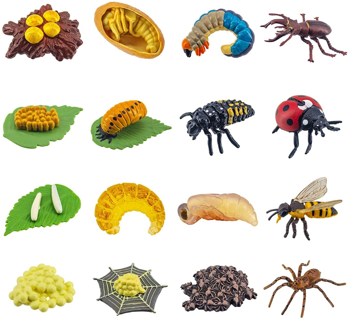 Двенадцатиточечная Божья коровка (Coleomegilla maculata)