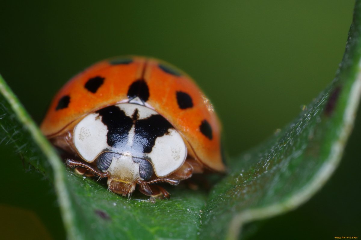 Паук Божья коровка