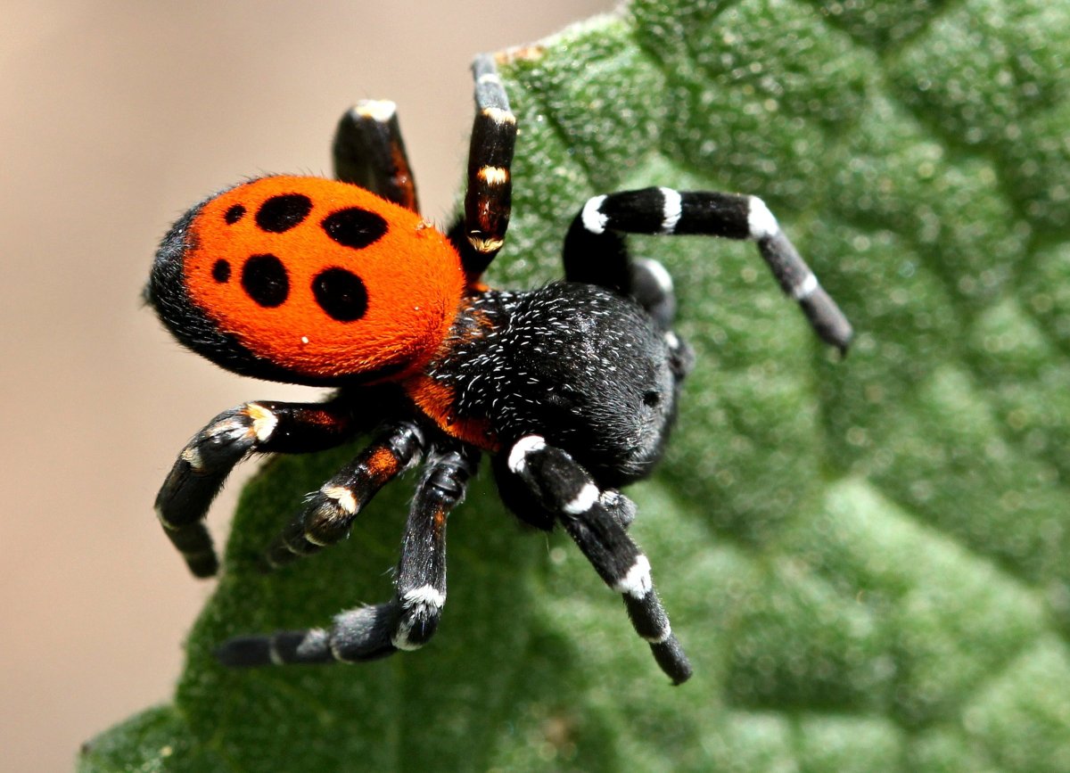 Эрезус ЦИНАБЕРИНУС