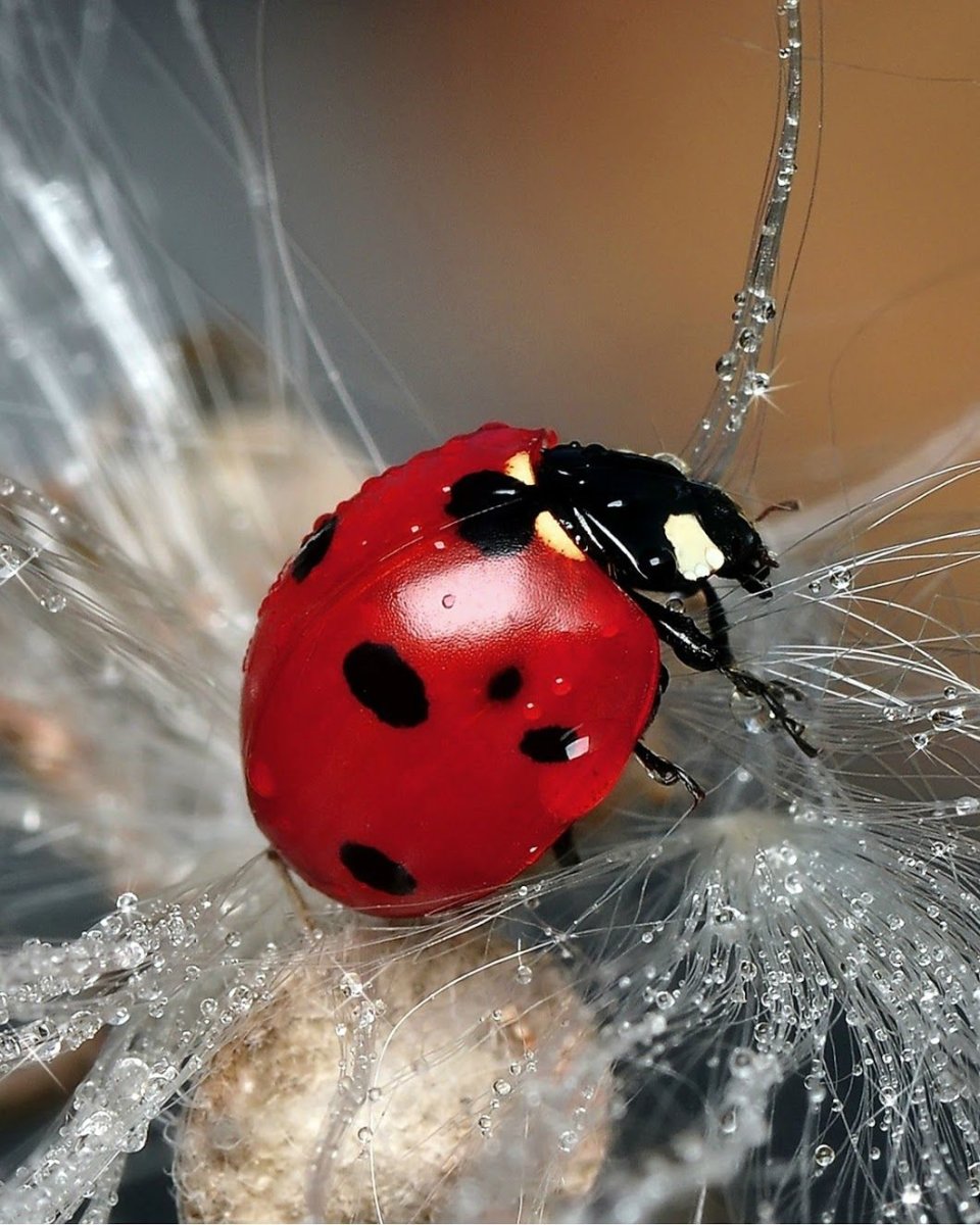 Божья коровка Арлекин личинка