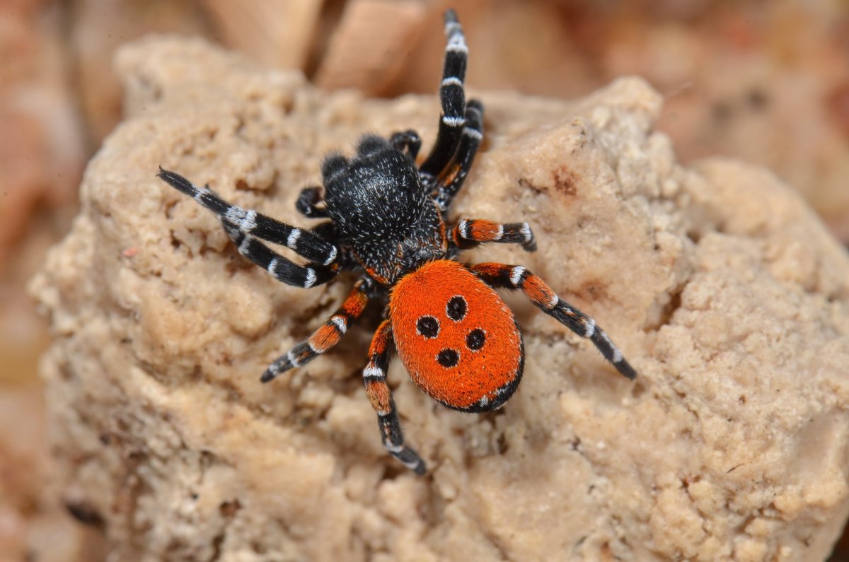 Эрезус Коллара