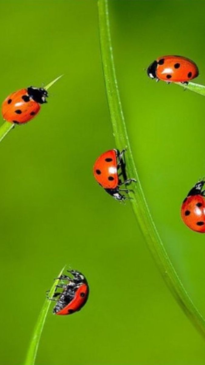 Милые паучки арт