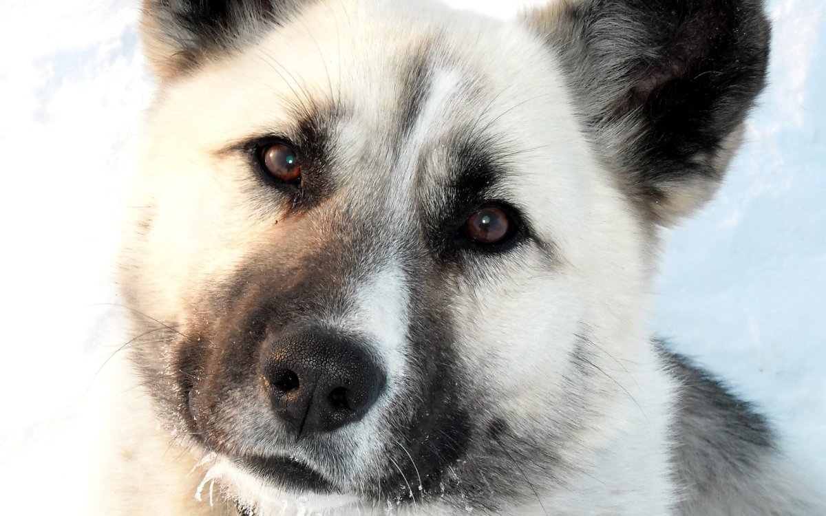 Красивые беспородные собаки