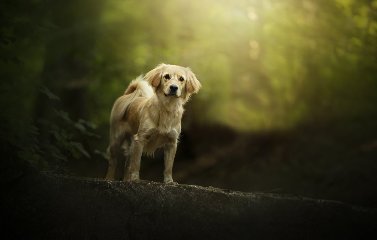 Дворняжка на рабочий стол