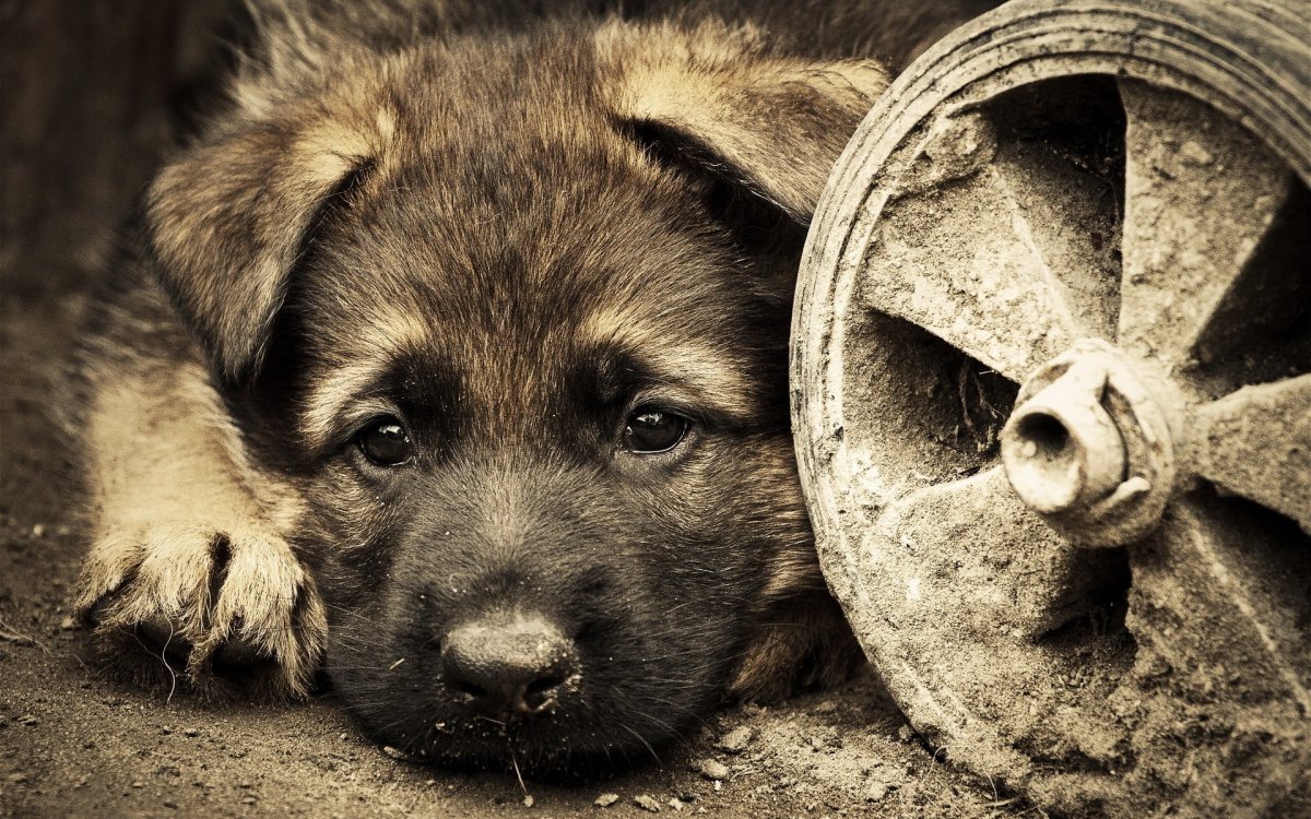 Грустная собака