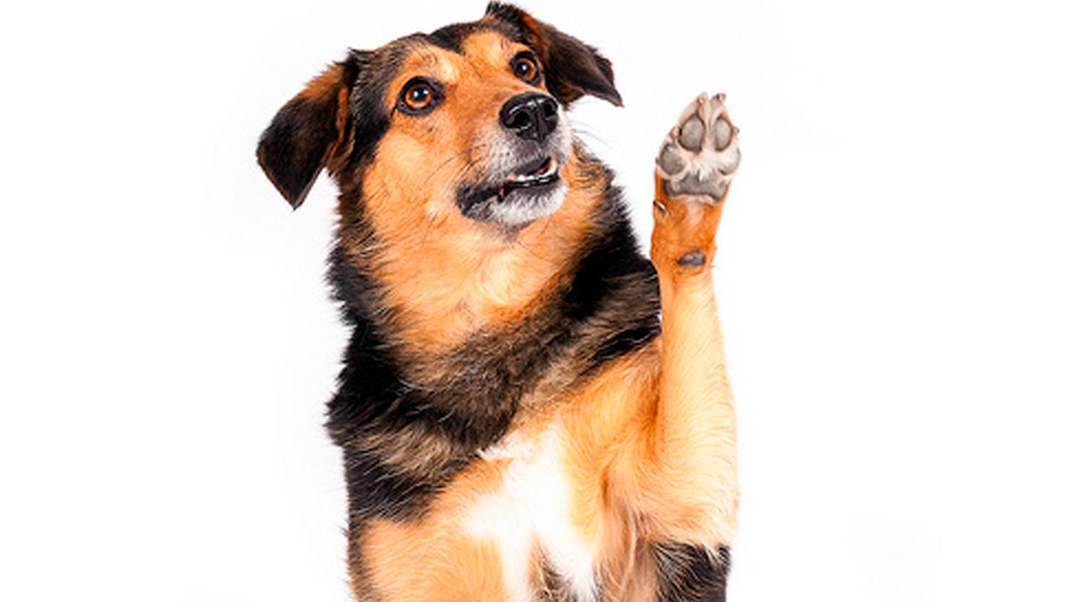 Собака с поднятой лапой