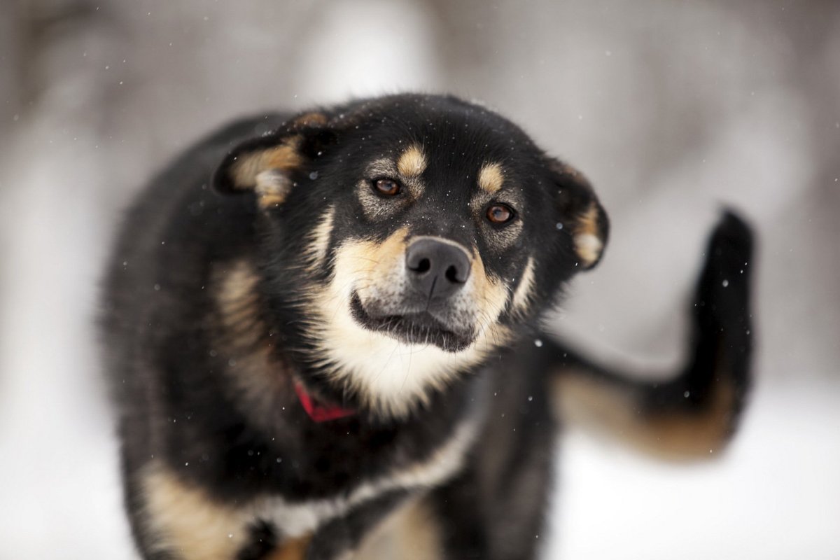 Дружок-пес- дворняга