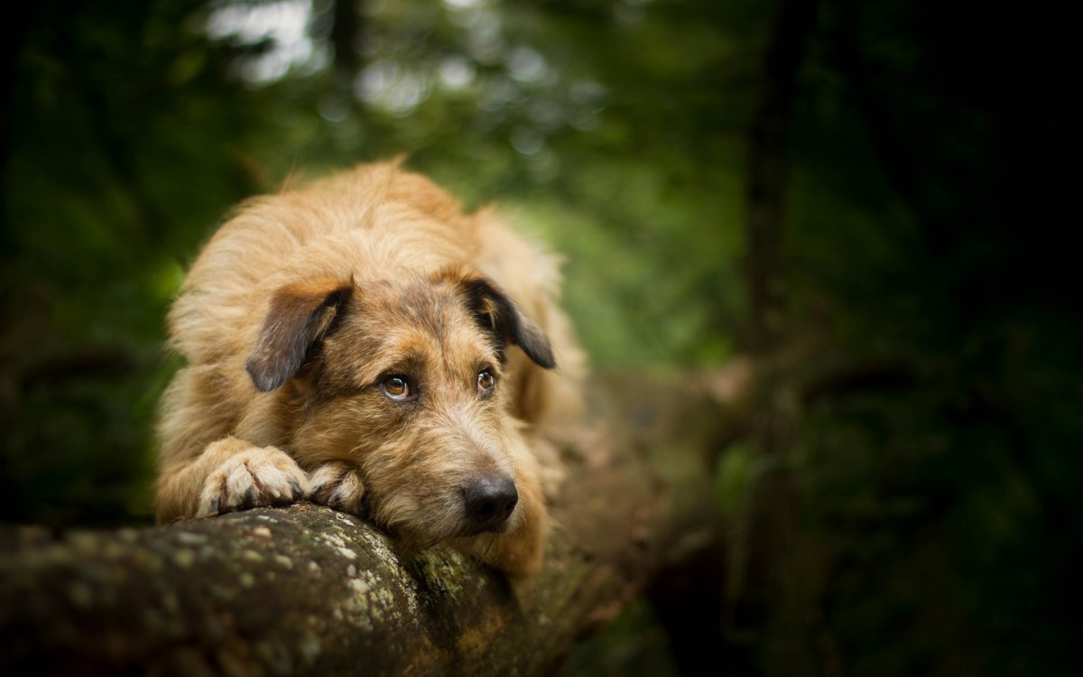 Красивые собаки