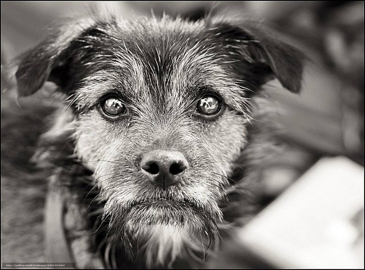 Бездомный пес