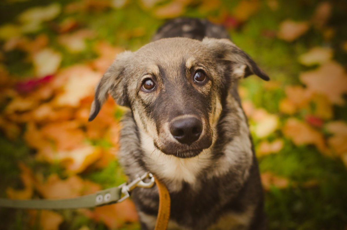 Королевский двортерьер
