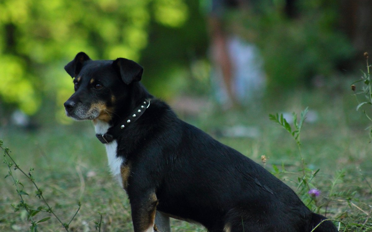 Собака чёрная с коричневым порода