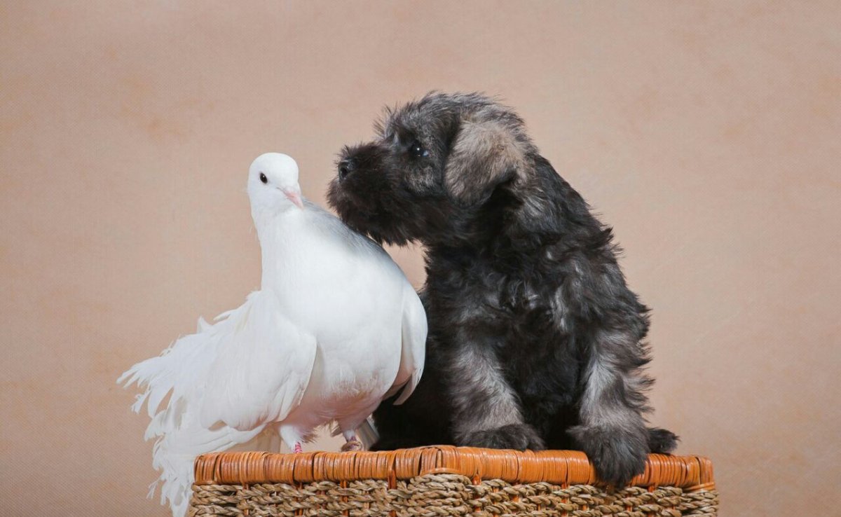 Шалевые якобины