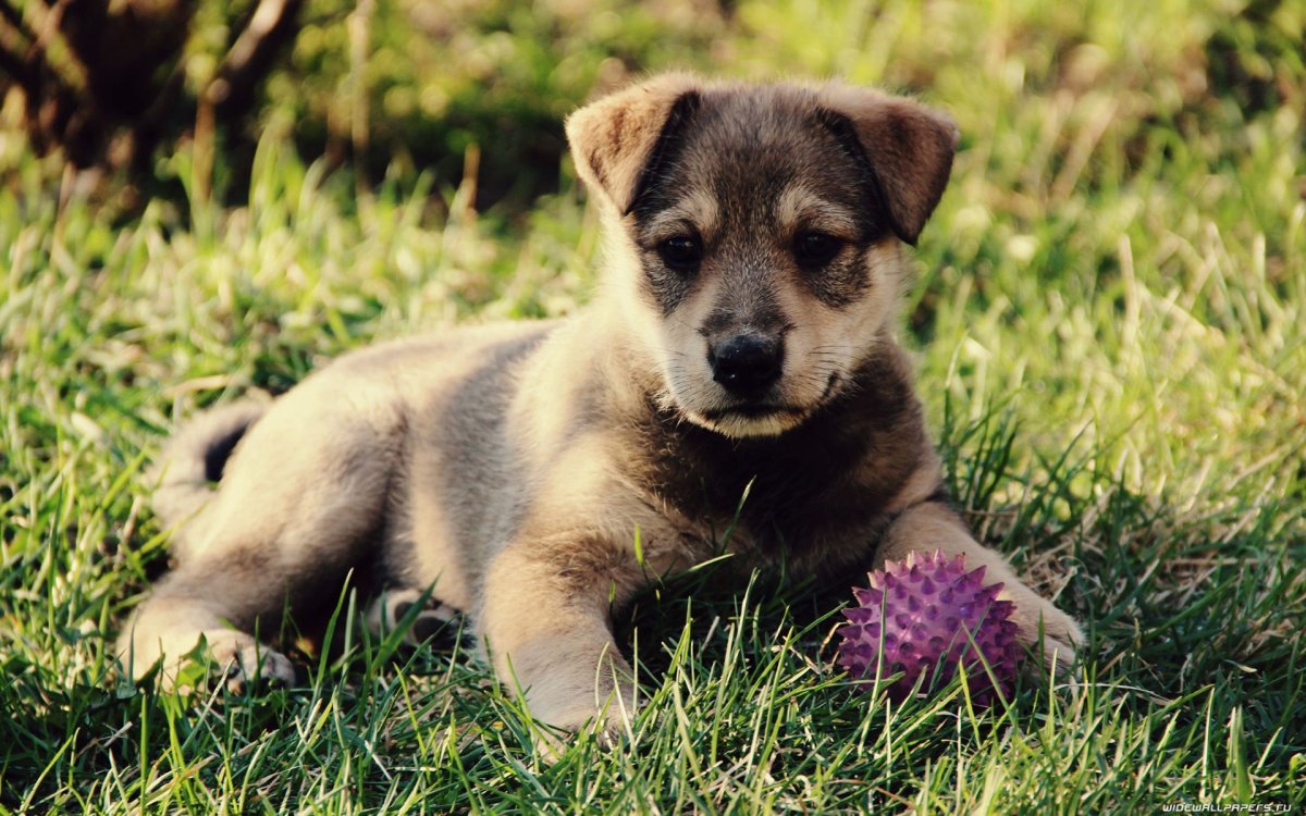 Картинки на рабочий стол щенки