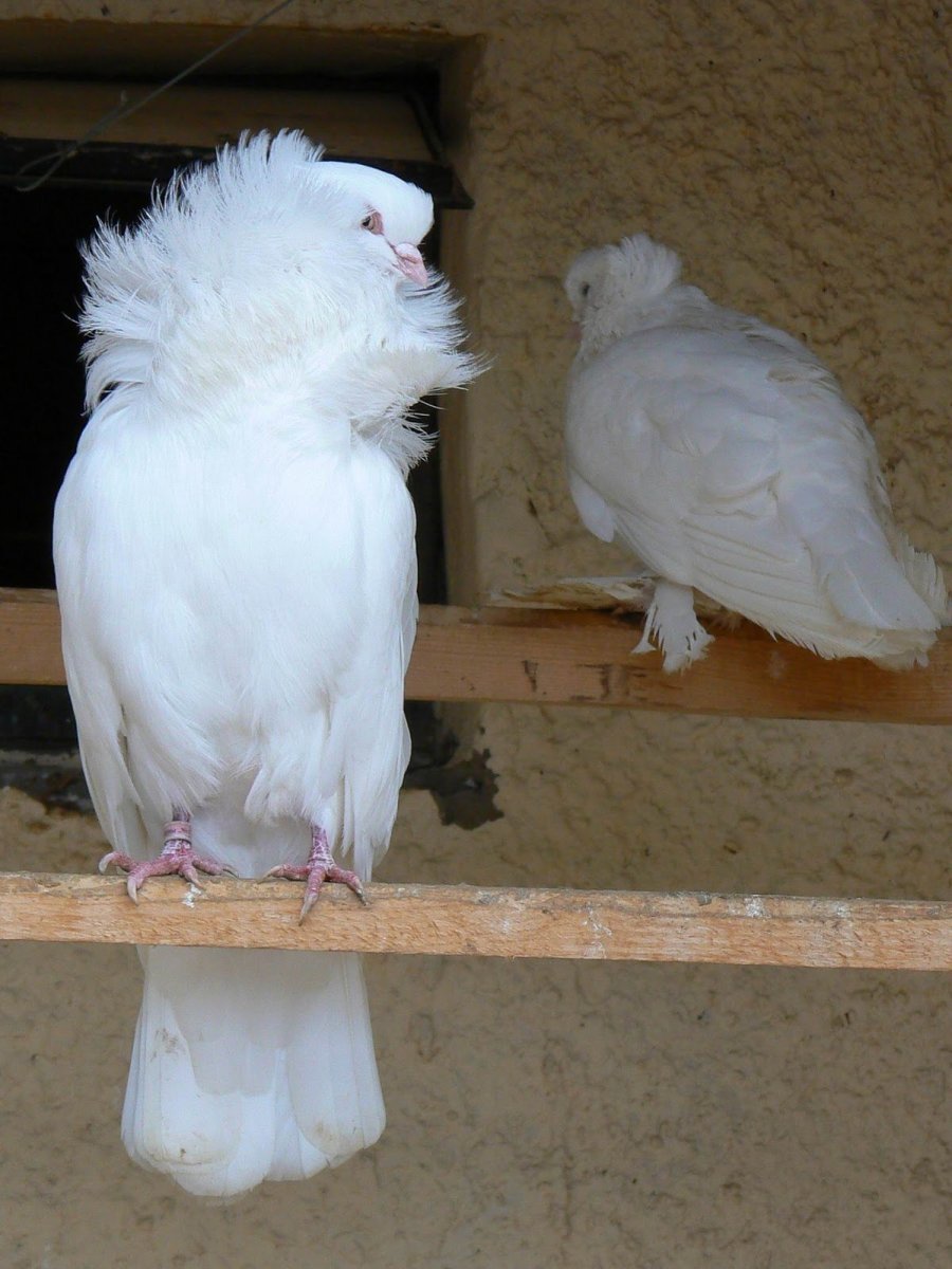 Голубь якобин летит