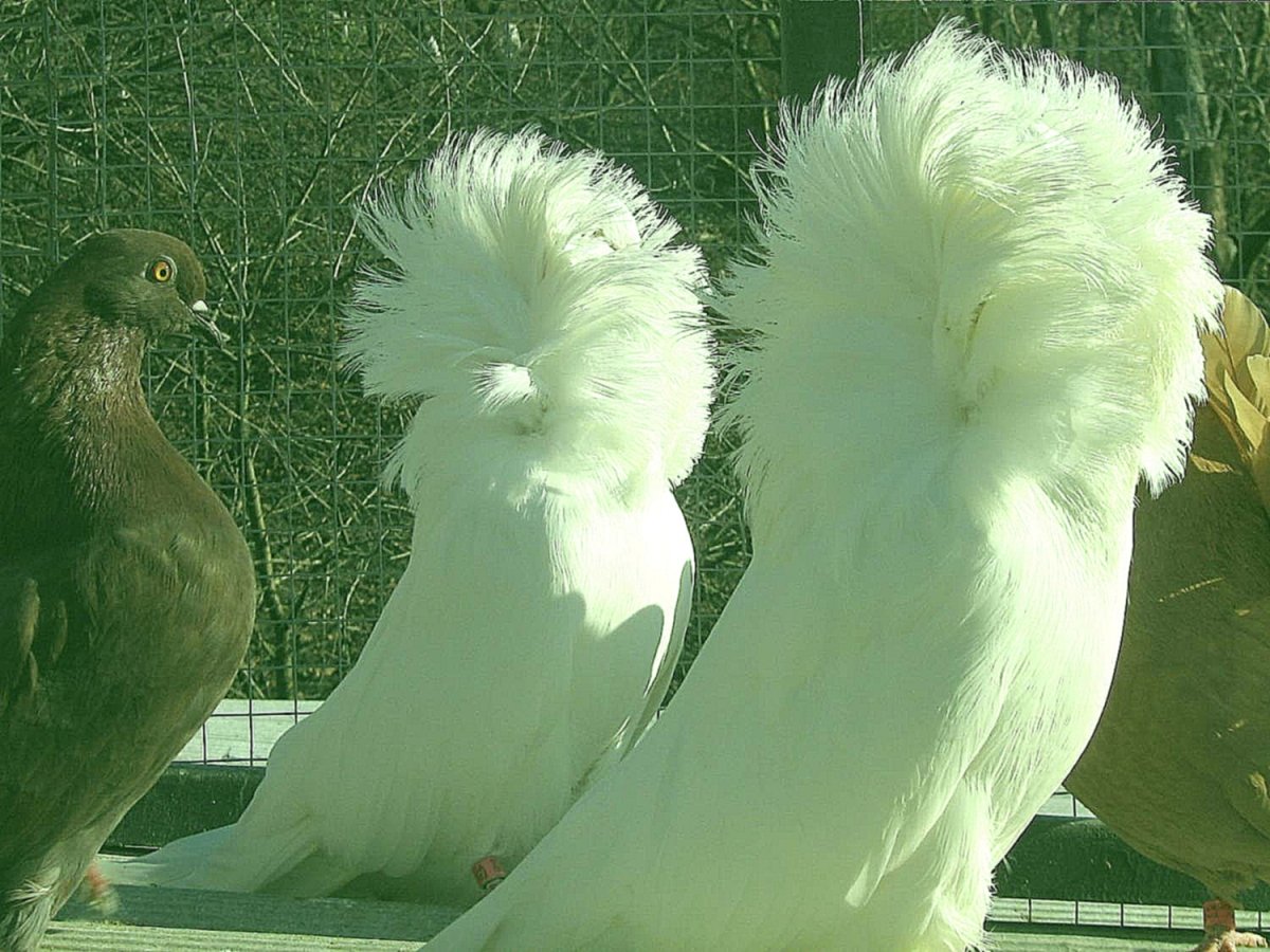 Декоративные голуби