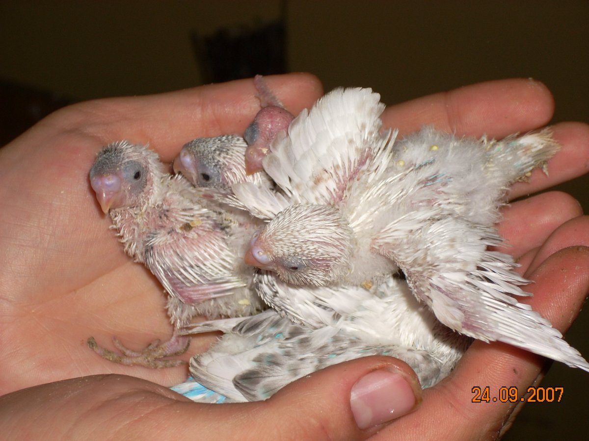 Необычные породы голубей